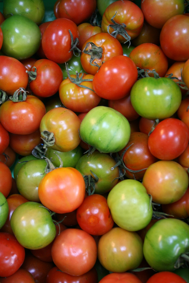 Camone Tomaten aus Sardinien