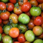 Camone Tomaten aus Sardinien