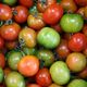 Camone Tomaten aus Sardinien