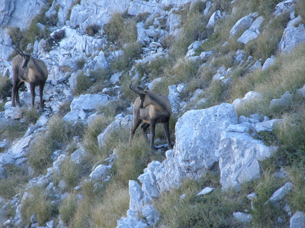 camosci d' Abruzzo