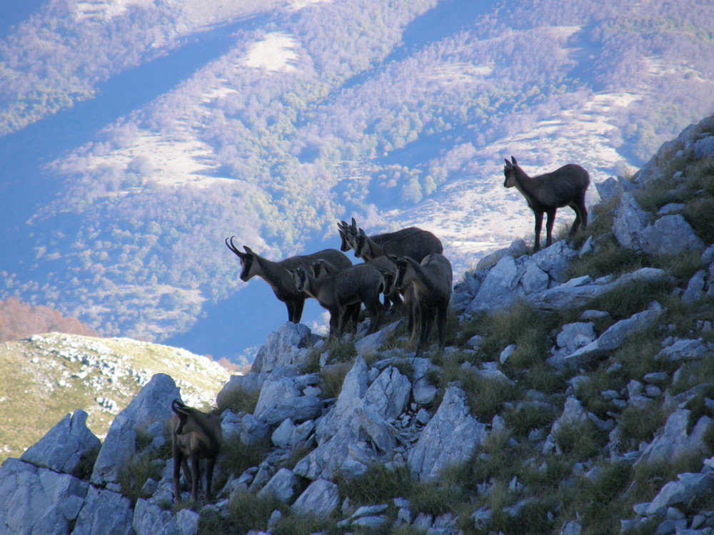 camosci d' Abruzzo