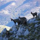 camosci d' Abruzzo