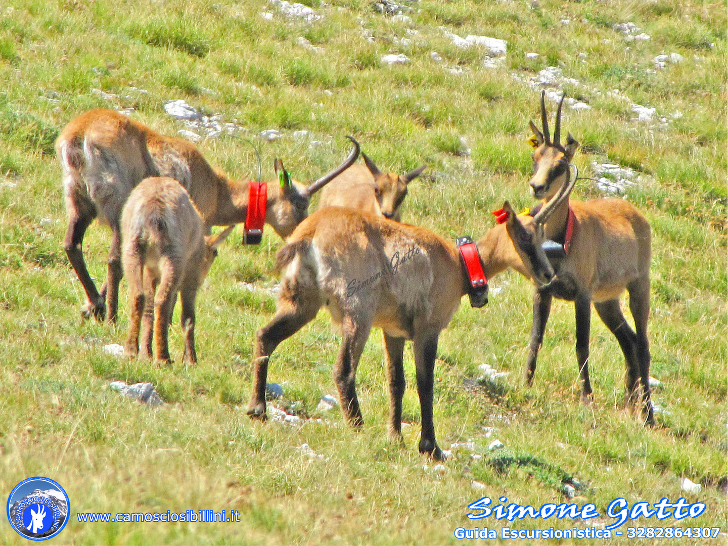 Camosci d'Abruzzo - Monte Bove Nord di Ussita (Mc) - 17 Agosto 2010