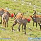 Camosci d'Abruzzo - Monte Bove Nord di Ussita (Mc) - 17 Agosto 2010