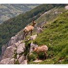 Camosci in Val di Rose