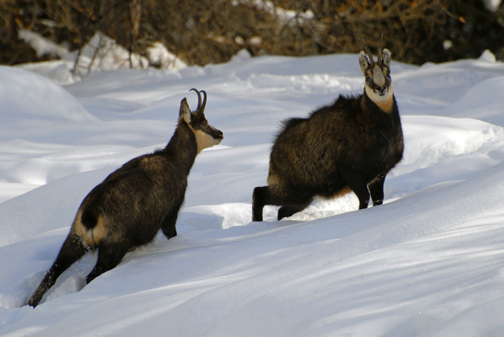 Camosci (Rupicapra rupicapra)