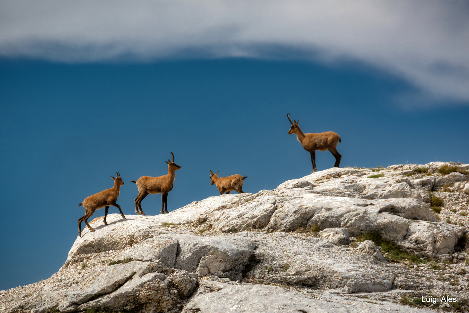 Camosci sul monte Bicco - Ussita (MC)