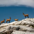 Camosci sul monte Bicco - Ussita (MC)