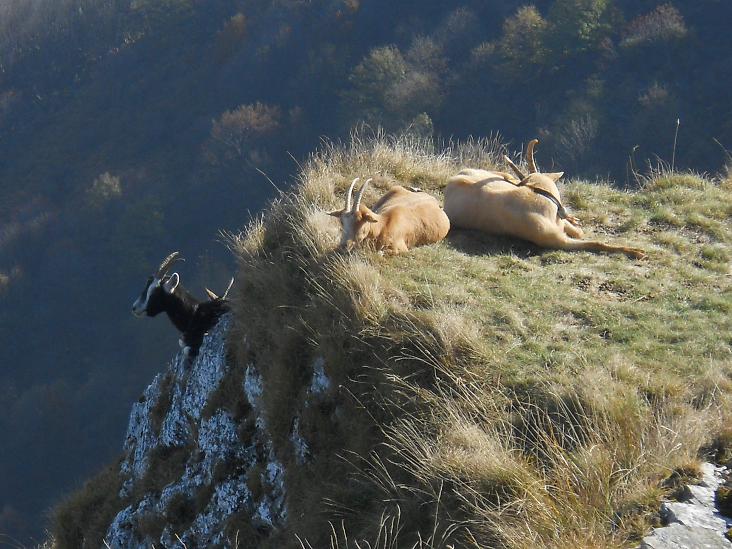 Camosci sul Monte Generoso(Svizzera-Cantone Ticino)