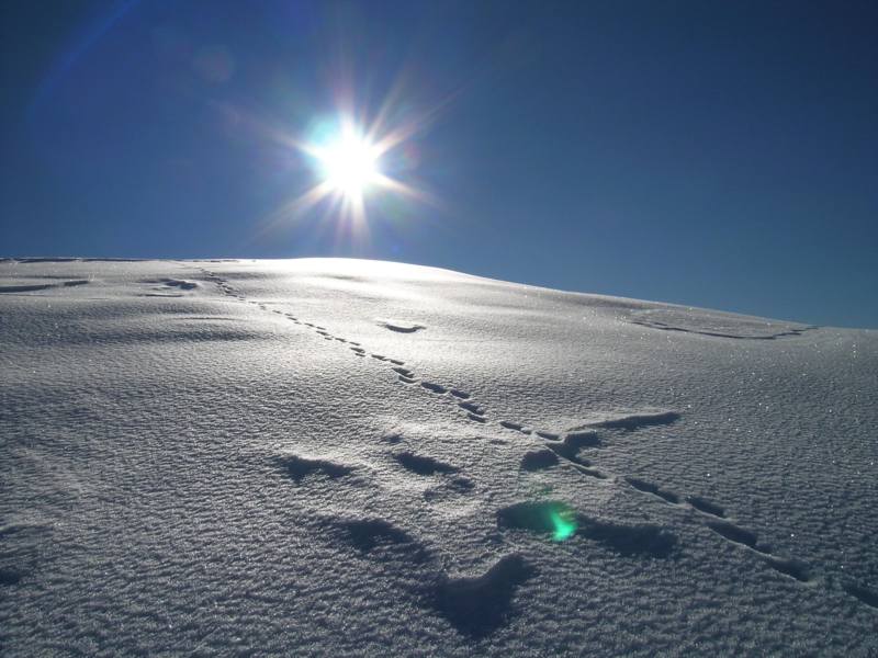 camosci sul terreno lunare...