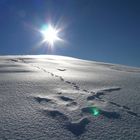 camosci sul terreno lunare...