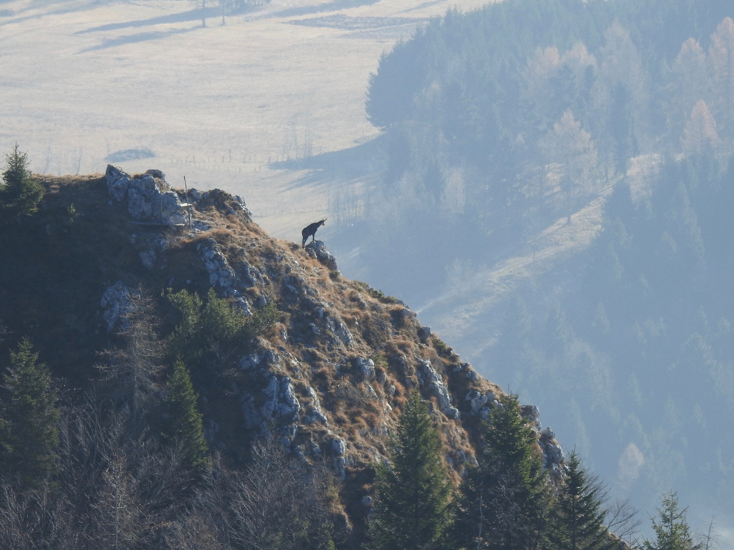 Camoscio alpino ambientato