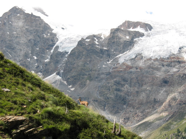 Camoscio Alpino e sullo sfondo i ghiacciai del Gran Paradiso