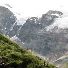 Camoscio Alpino e sullo sfondo i ghiacciai del Gran Paradiso