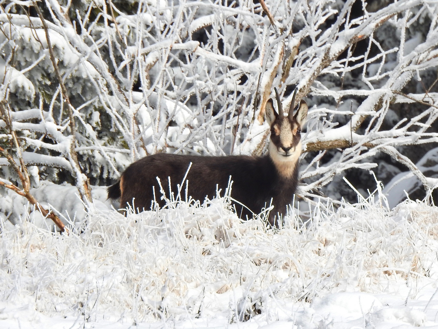 Camoscio alpino tra la neve