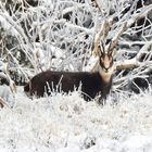 Camoscio alpino tra la neve