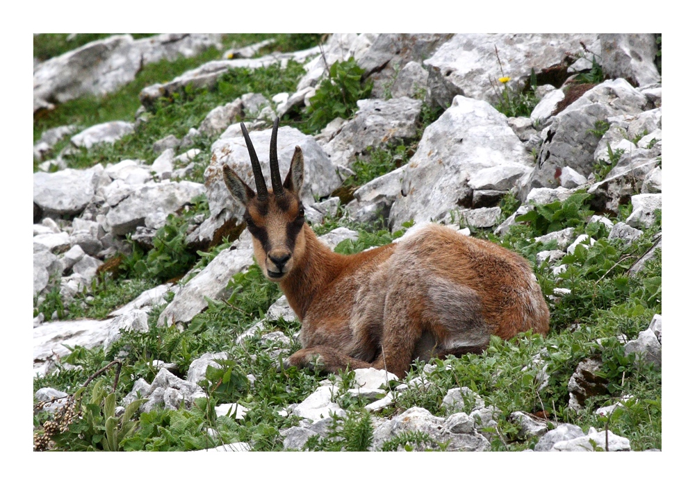 Camoscio d' Abruzzo (3)