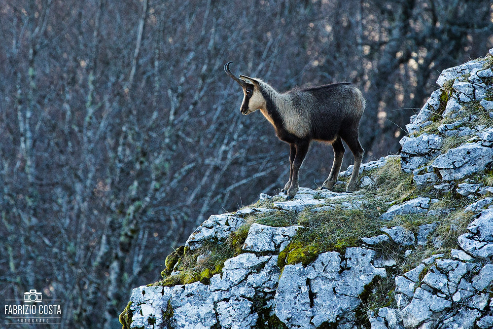 Camoscio D'Abruzzo