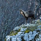 Camoscio D'Abruzzo