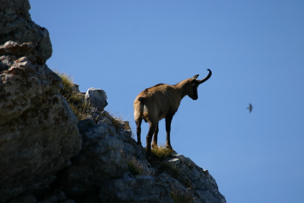 Camoscio d'Abruzzo