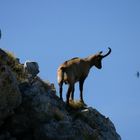 Camoscio d'Abruzzo