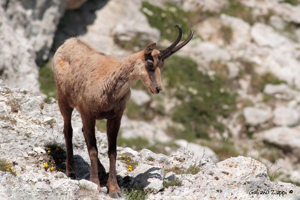 Camoscio d'Abruzzo (Rupicapra pyrenaica ornata).