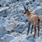 Camoscio d'Abruzzo (Rupicapra pyrenaica ornata)