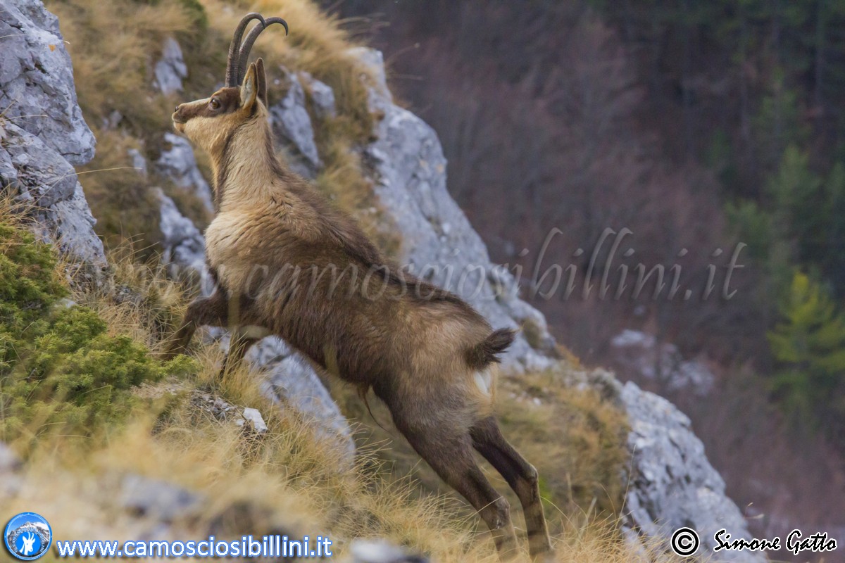 Camoscio d'Abruzzo sul Monte Bicco di Ussita (Macerata)