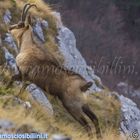 Camoscio d'Abruzzo sul Monte Bicco di Ussita (Macerata)