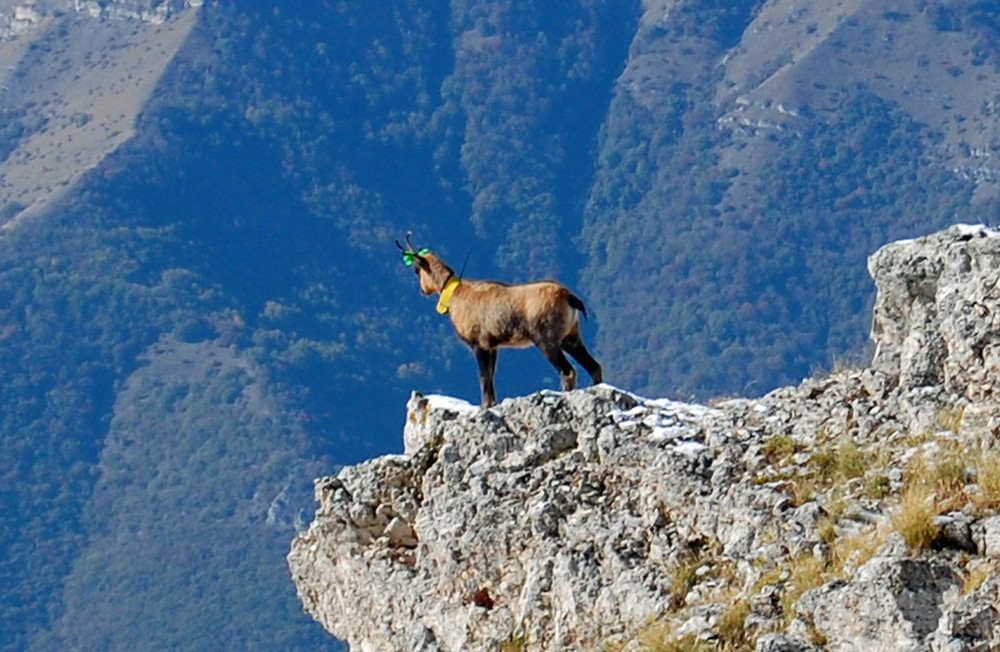 camoscio dell'appennino