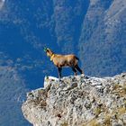 camoscio dell'appennino