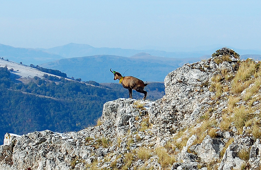 camoscio dell'appennino