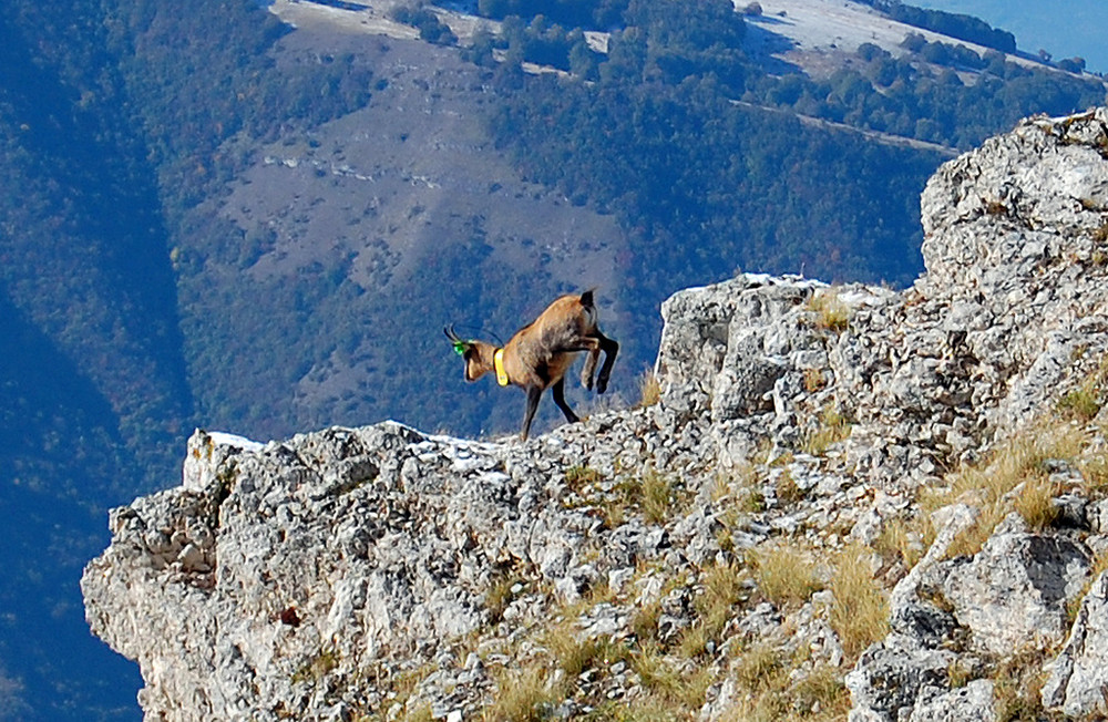 camoscio dell'appennino