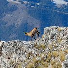 camoscio dell'appennino