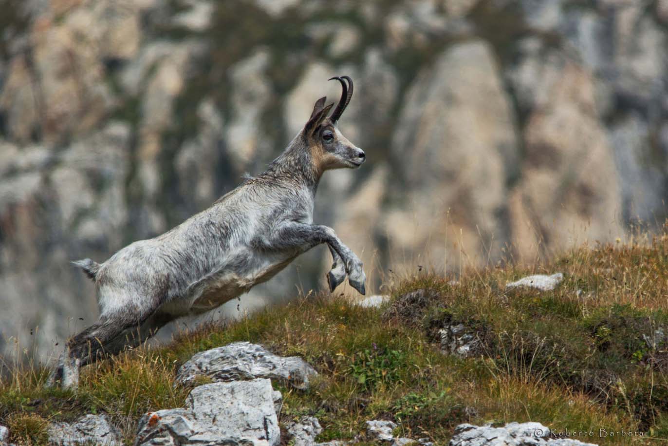 Camoscio grigio - Alpi Liguri