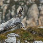 Camoscio grigio - Alpi Liguri