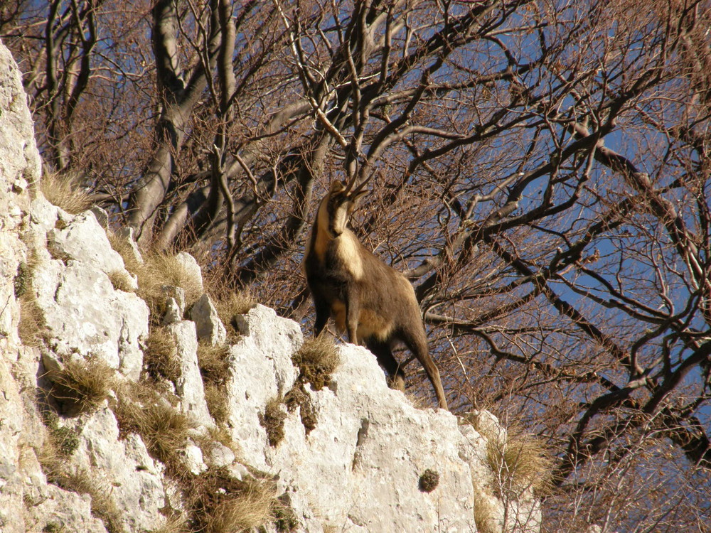 camoscio in posa su una rupe