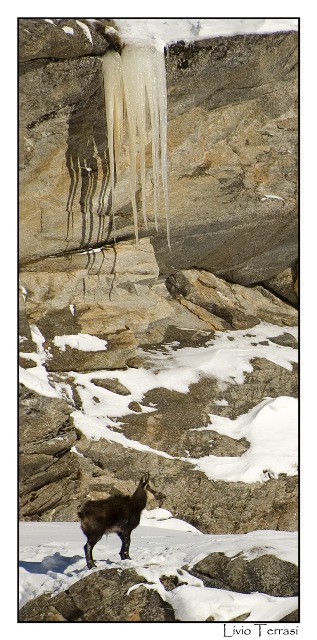 Camoscio nel Parco del Gran Paradiso (To)