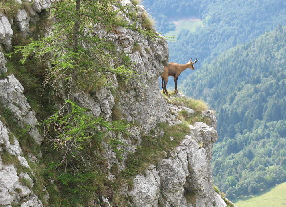 Camoscio nel suo ambiente