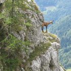 Camoscio nel suo ambiente