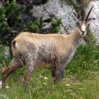 camoscio sul Monte Baldo (VR)