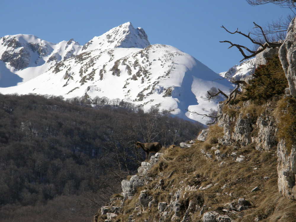 camoscio sullo sfondo di monte petroso