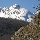 camoscio sullo sfondo di monte petroso