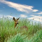 Camoufflage dans les hautes herbes du marais ...