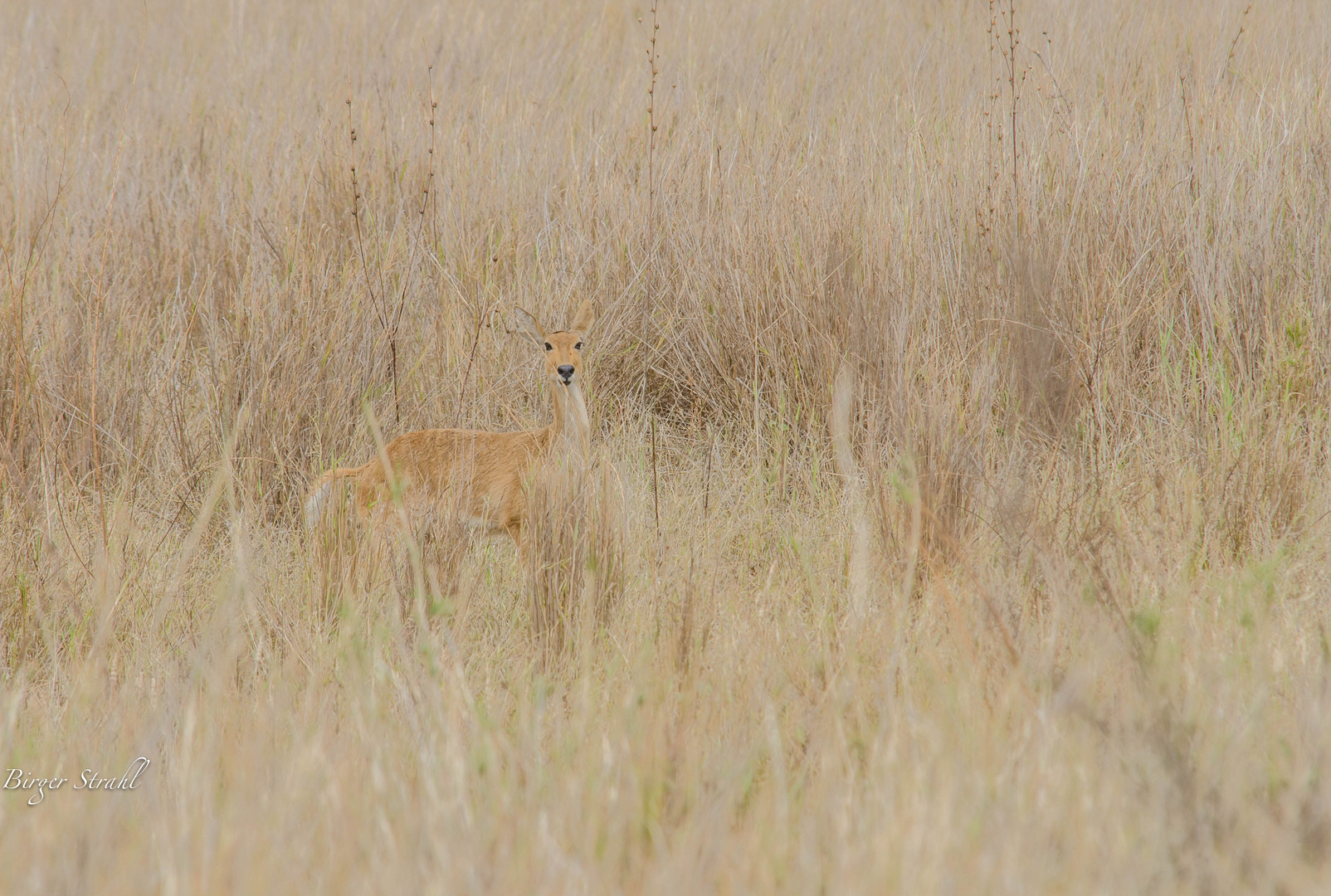 Camouflage