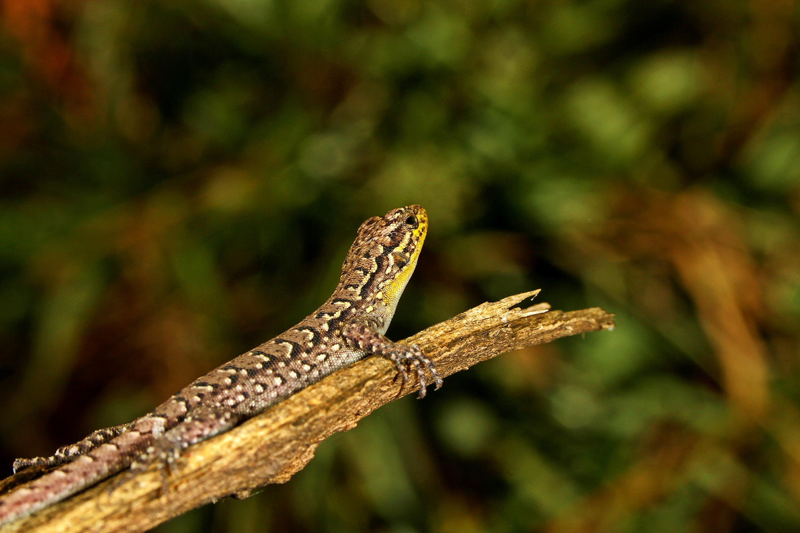 Camouflage