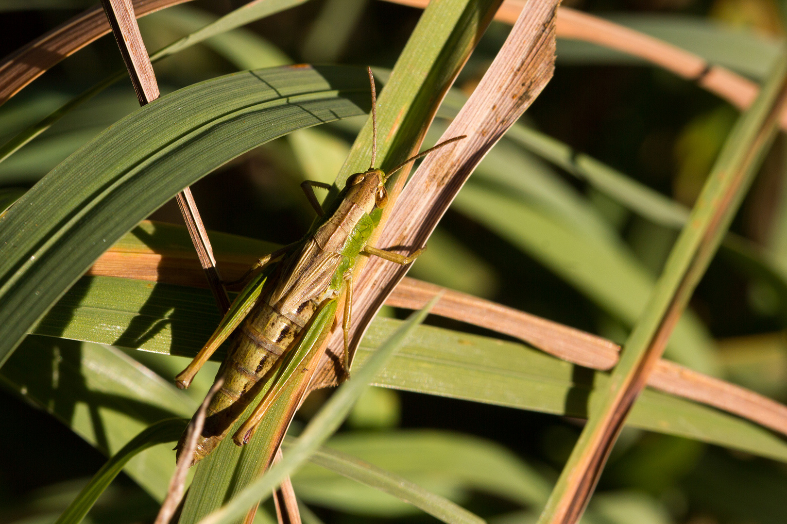 Camouflage