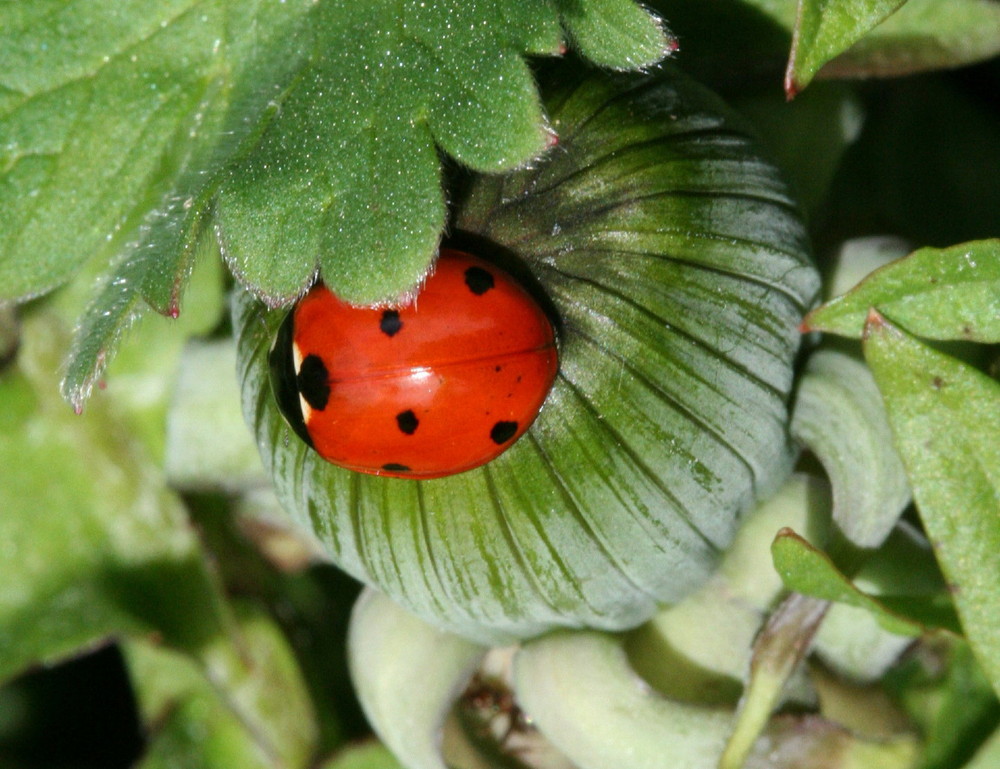 Camouflage von PATPOU 