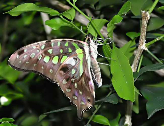 Camouflage