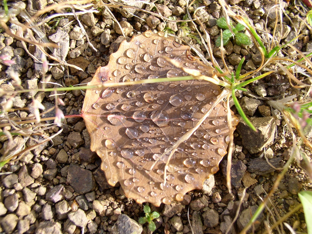 Camouflage